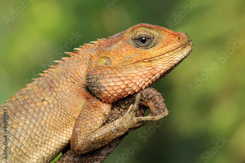 An oriental garden lizard is sunbathing. This reptile has the scientific name Calotes versicolor. 