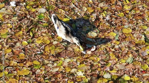 duck swims on the water in autumn yellow leaves and looks for food in sunny weather