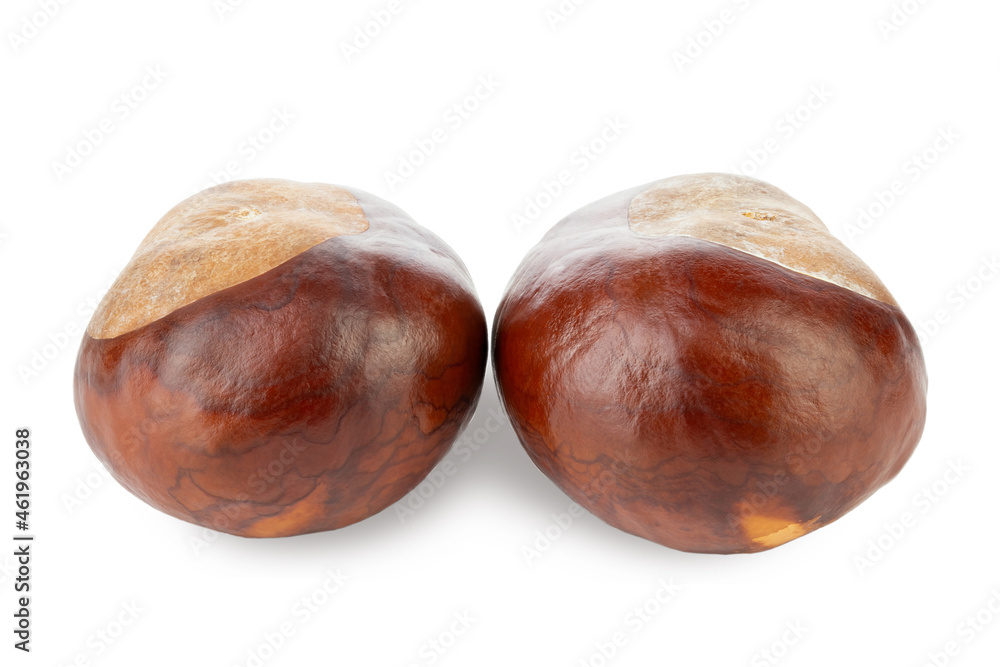 Horse chestnuts on white backgrounds.