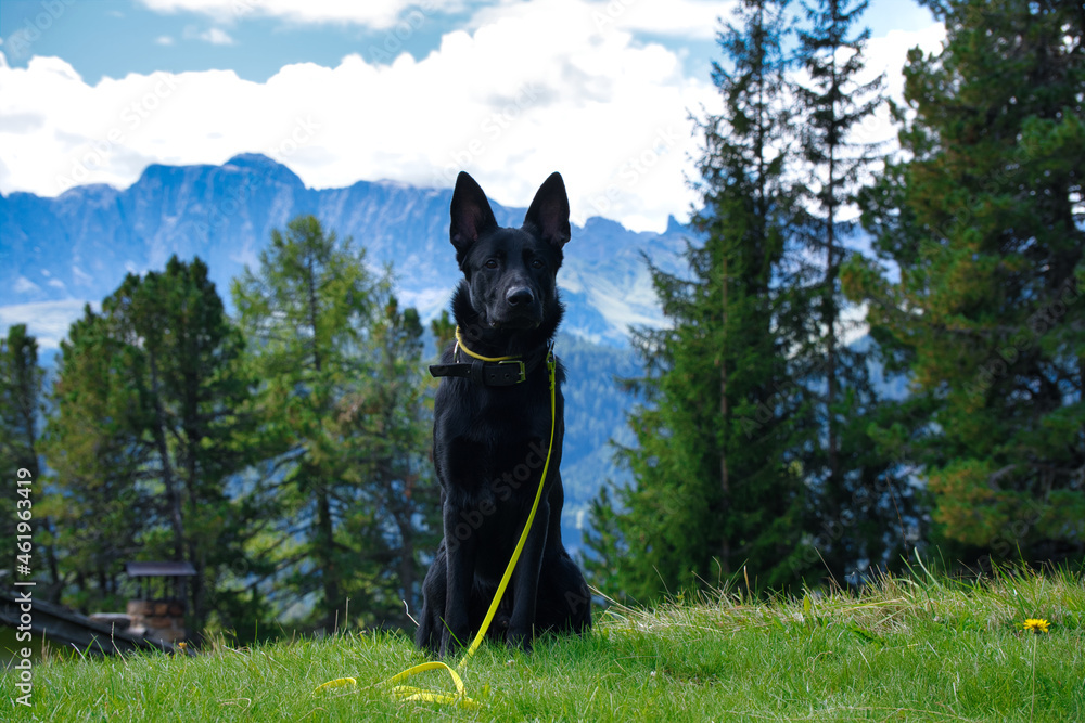 Dog in mountains Dog in mountains