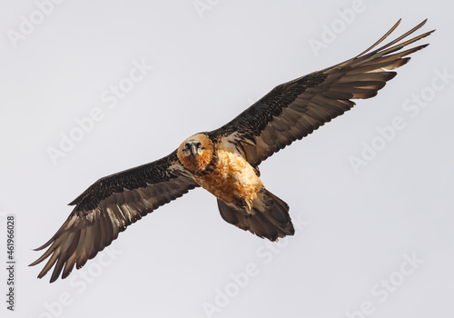 The bearded vulture (Gypaetus barbatus), also known as the lammergeier and ossifrage