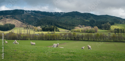 Farm of sheep on beautiful scenic landscape