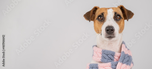 Dog Jack Russell Terrier wearing a knit scarf on a white background. © Михаил Решетников