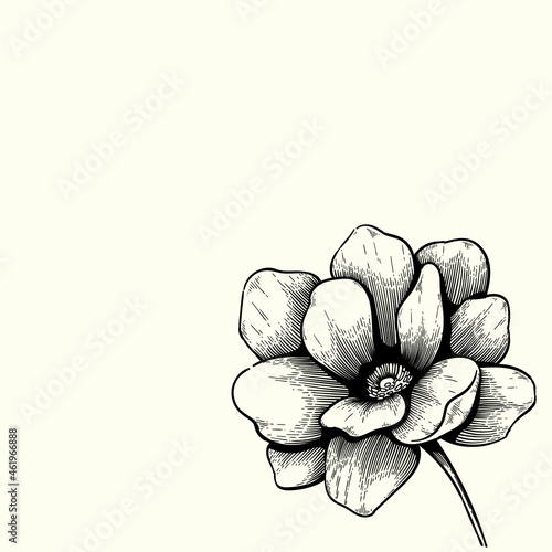 vintage flower hand drawn drawing. monochrome flower vector design. black and white drawing