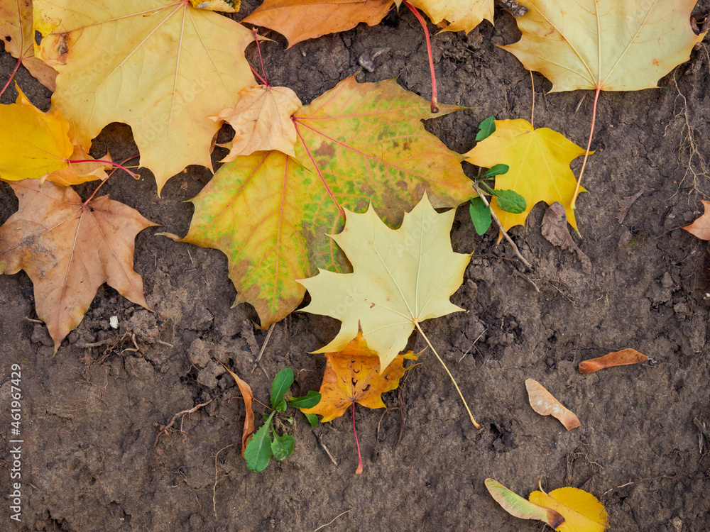 In autumn. Colorful maple leaves are lying on the grass In autumn. Colorful maple leaves are lying on the grass