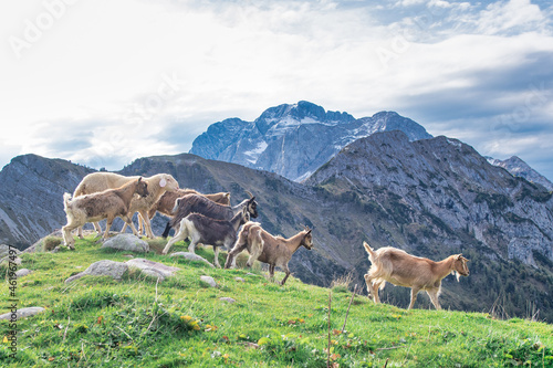 Goats on mountain meadows