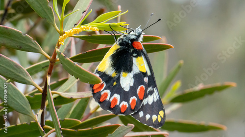 Butterfly laying eggs
