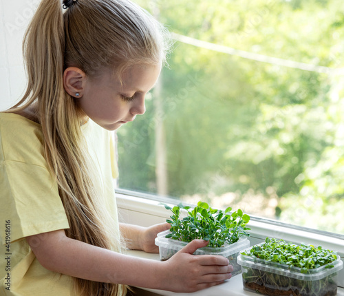 A little girl is watching the growth of microgreens.