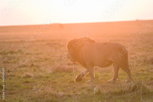 Male lion in high grass in Masai Mara, Kenya