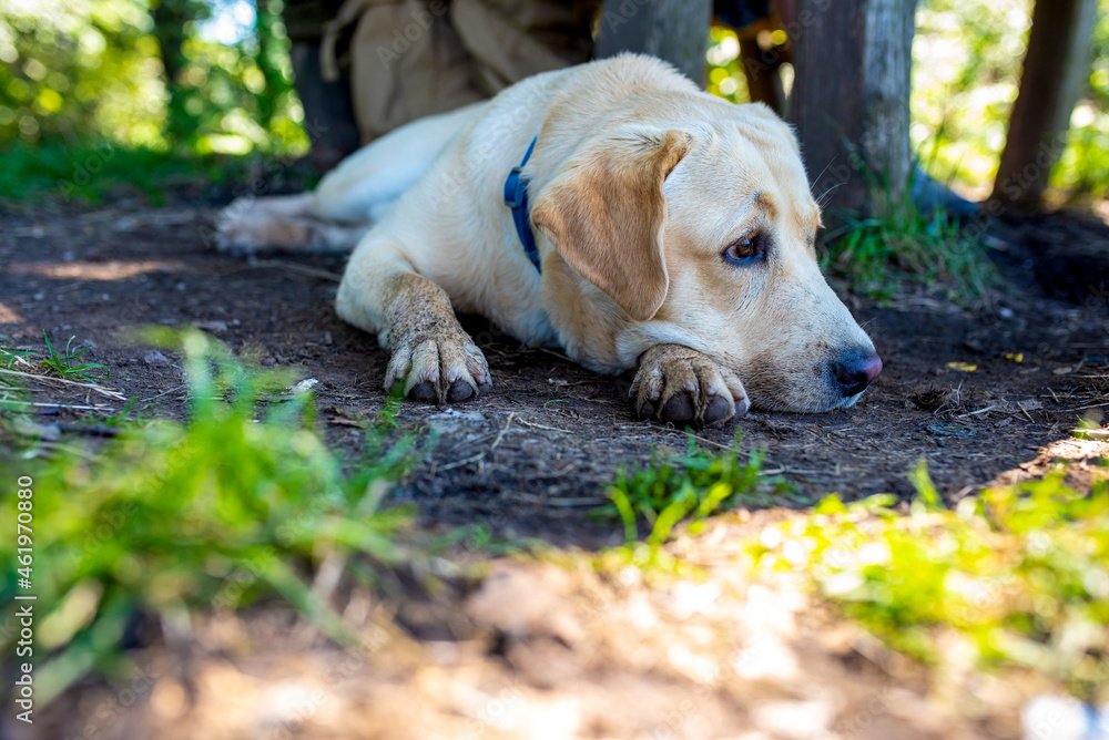 Labrador retriever dog lying in the backyard and looking away Labrador retriever dog lying in the backyard and looking away
