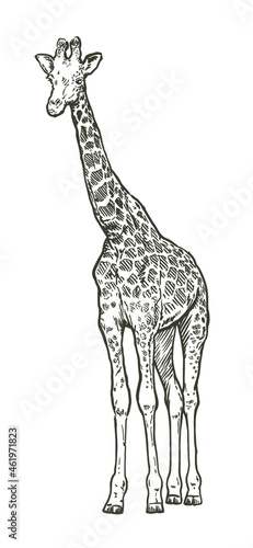 Hand drawn realistic sketch of giraffe, vector illustration