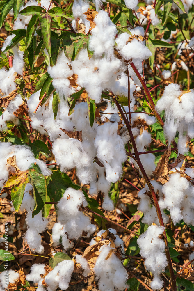 A beautiful view of a cotton plant ready for picking A beautiful view of a cotton plant ready for picking