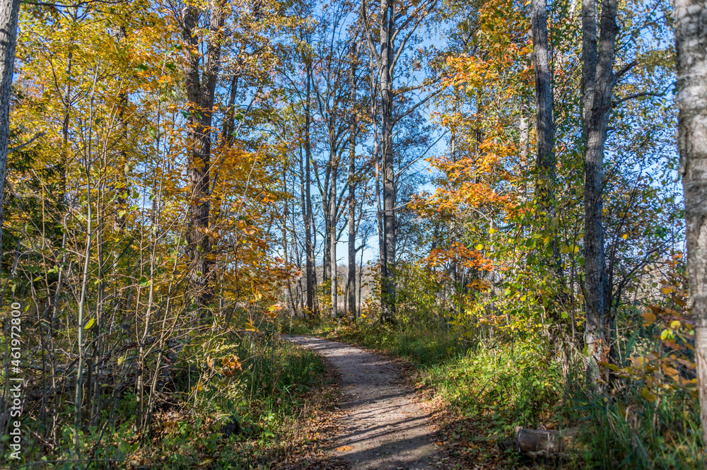 Trail Through a Wetlands Forest in Autumn in Latvia Trail Through a Wetlands Forest in Autumn in Latvia