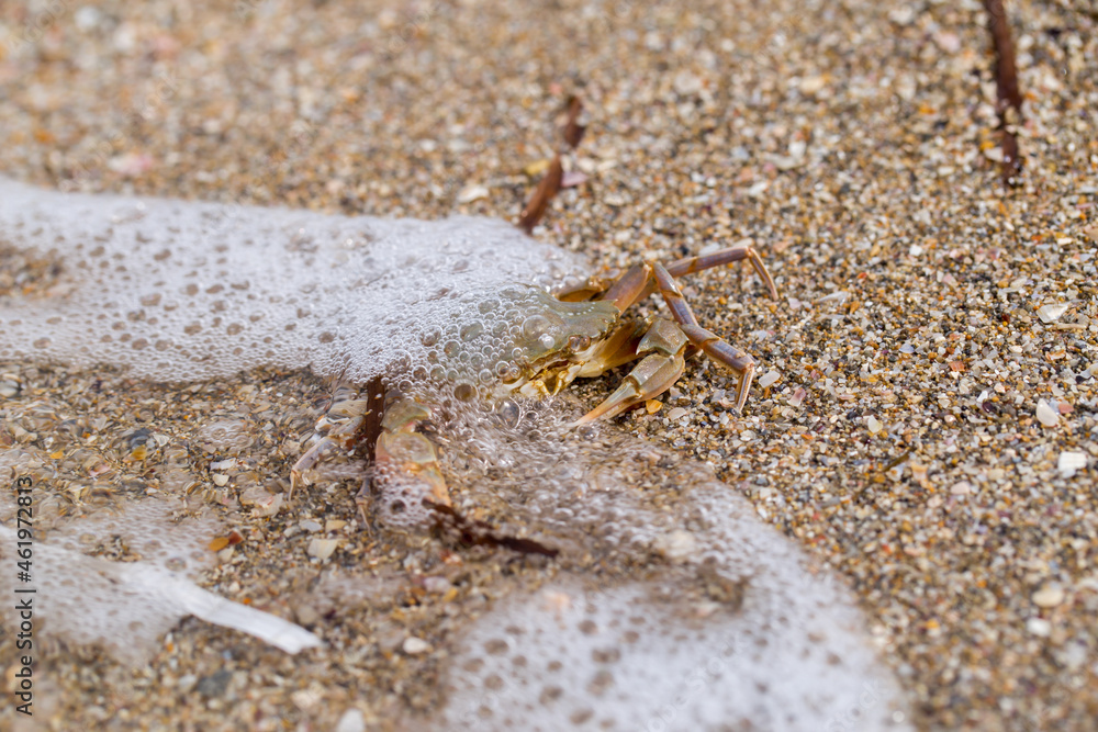 crab on the sandy seashore
