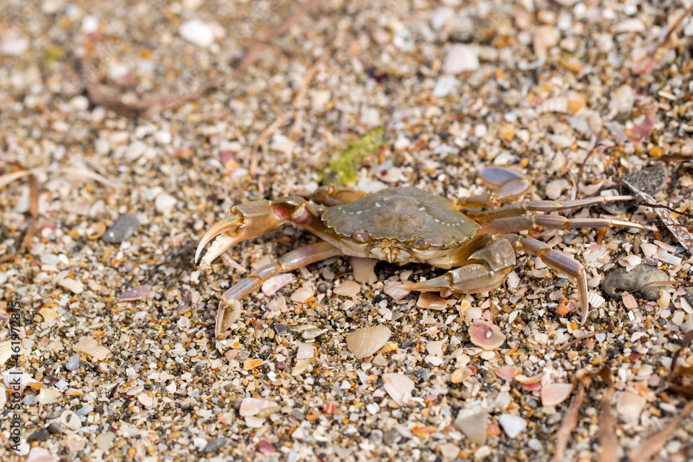 crab on the sandy seashore crab on the sandy seashore