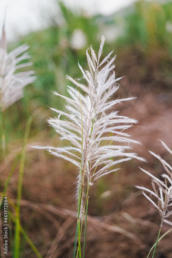 Grass Grass