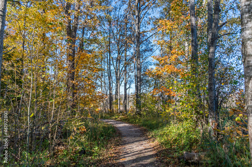 Trail Through a Wetlands Forest in Autumn in Latvia © JonShore