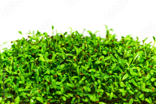 Lucerne microgreen in  seedling pot on white background. Alfalfa green sprouts close up. Young shoots of Medicago sativa. Germination process of legume edible greens © Nazaruk Nazar