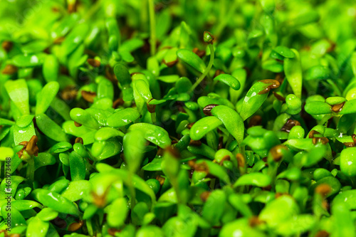 Lucerne microgreen close up. Alfalfa green sprouts macro shot. Young shoots of Medicago sativa. Germination process of legume edible greens photo