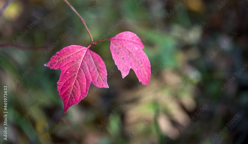 Red Autumn Leaves in a Forest in Latvia Red Autumn Leaves in a Forest in Latvia