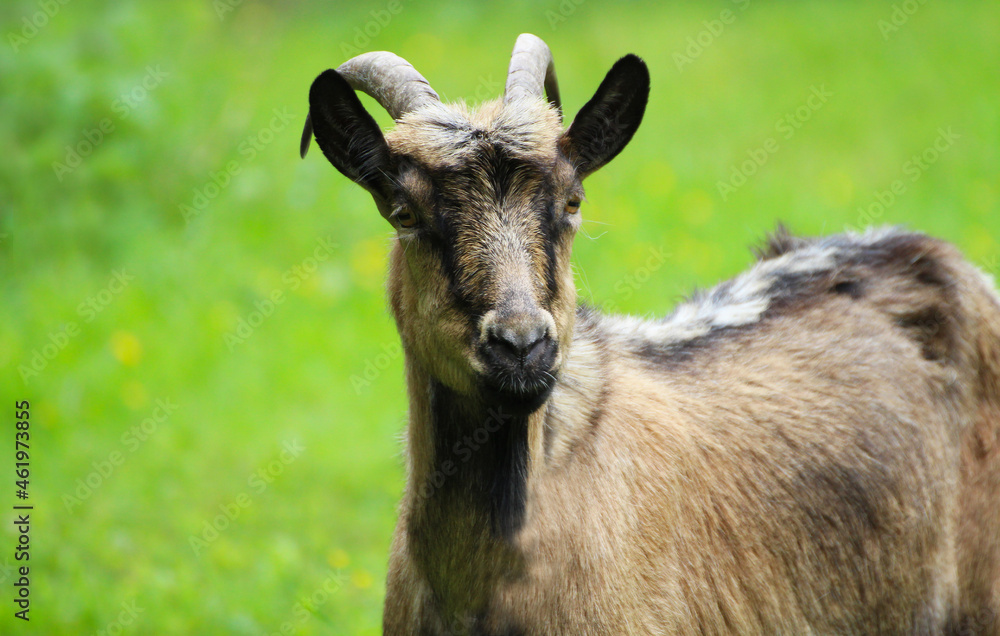 Goat close-up.