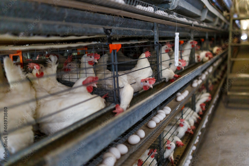 Naklejka premium Poultry farm. A chicken coop at a poultry farm. Laying hens sit in cages in a large workshop.