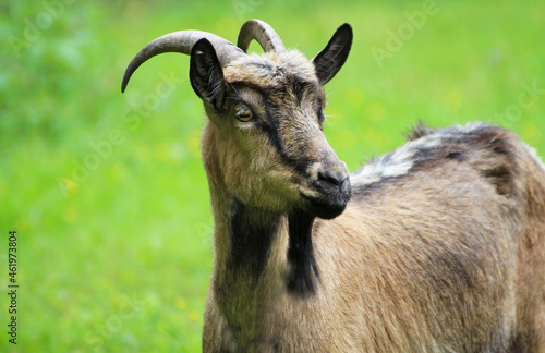 A goat grazing in a meadow.