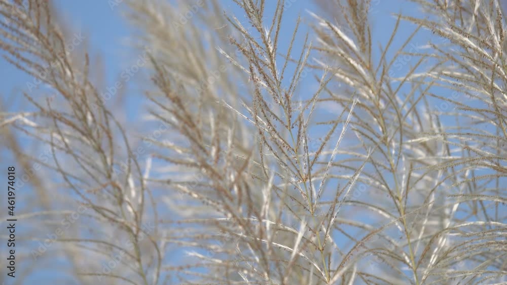 White Tall Reeds Grass Flower in the sunny day blue sky background summer springtime rural scene White Tall Reeds Grass Flower in the sunny day blue sky background summer springtime rural scene