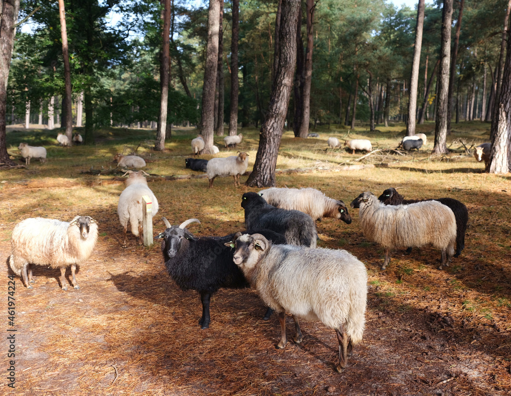 Fototapeta premium sheep in pine forest near utrecht in the netherlands in warm light of autumn sun