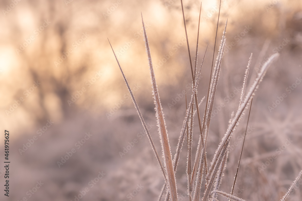 Autumn grass in frost needles. Morning frost. Rime. Late fall. First Morning freeze. Autumn grass in frost needles. Morning frost. Rime. Late fall. First Morning freeze.