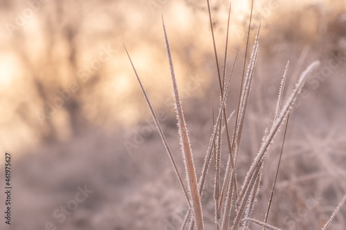 Autumn grass in frost needles. Morning frost. Rime. Late fall. First Morning freeze.