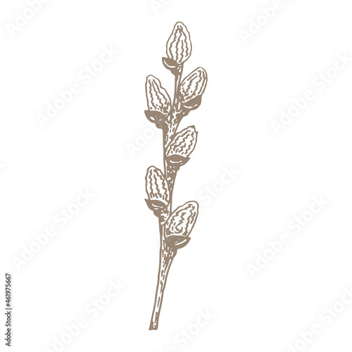 Spring branch of pussy willow line art. Hand drawn flower vector illustration. Botanical graphics simple sketch. Floral design element isolated.