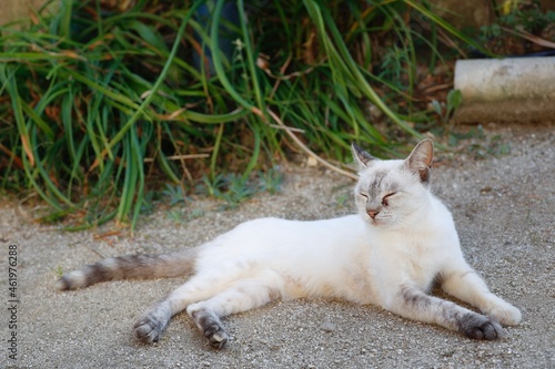 くつろぐ細目の白い野良猫
