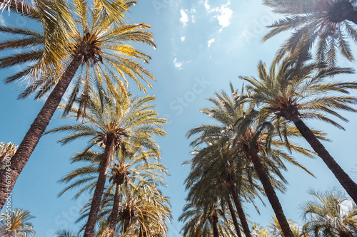 Tall palm trees on Promenade de la Croisette in Cannes