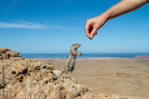 Human hand feeding a squirrel in dry rocky landscape photo