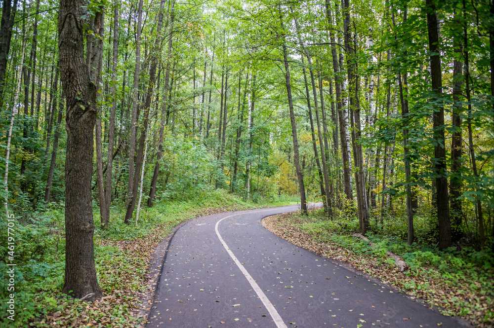 Fototapeta premium Trail in a Forest in Autumn with Fall Foliage in Latvia