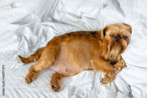Very pregnant Brussels Griffon dog relaxing on white sheets. High quality photo