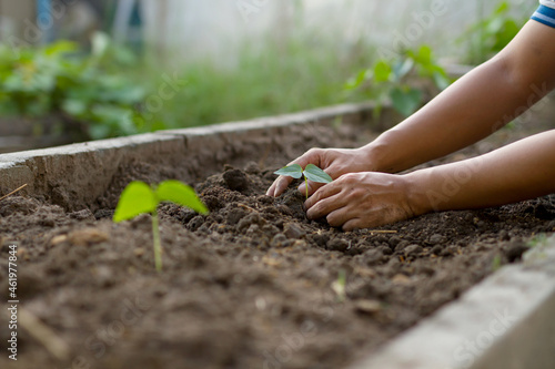 Fotografie Beginner of farmer planting a seedling of bean in a soil mixed compost at home garden