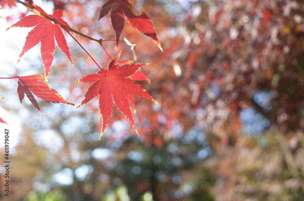Red autumn leaves of Japanese Maple
Red autumn leaves of Japanese Maple