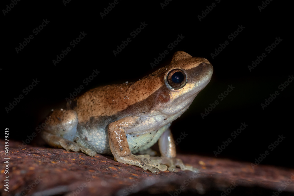 Obraz premium Desert tree frog (Litoria rubella) isolated on a black background at night. Ravenshoe, Queensland, Australia