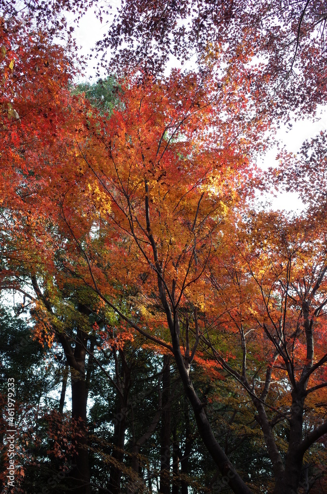 Red autumn leaves of Japanese Maple
