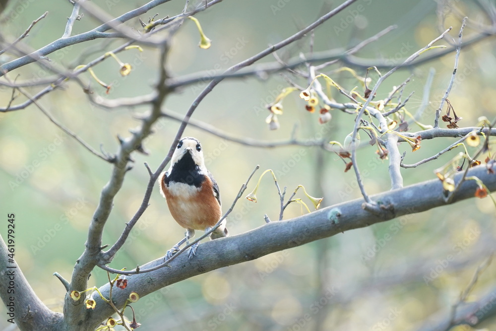 varied tit on the branch varied tit on the branch
