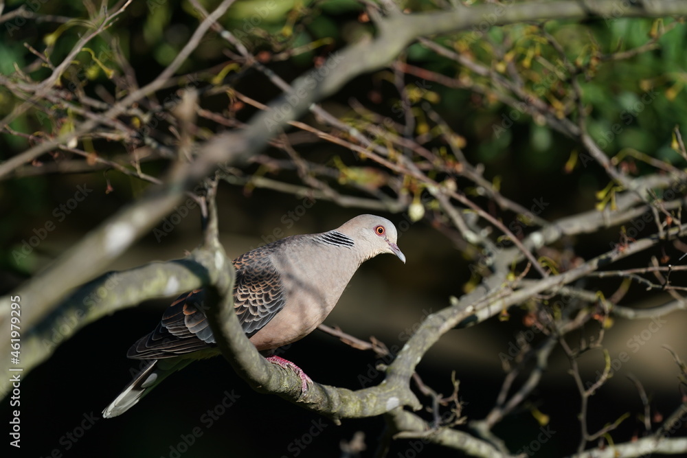 pigeon in the forest pigeon in the forest