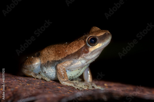 Desert tree frog (Litoria rubella) isolated on a black background at night. Ravenshoe, Queensland, Australia