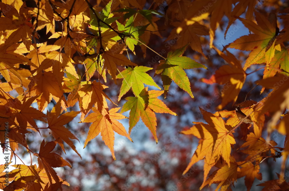 Red autumn leaves of Japanese Maple
Red autumn leaves of Japanese Maple