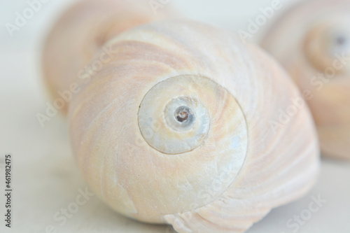 Light seashell with a spiral on a light background.