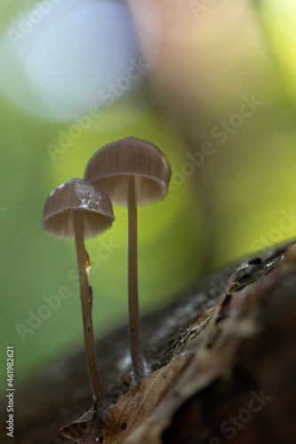 Mycena inclinata growing on a fallen oak branch