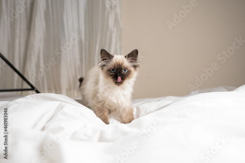 A small beige colored ragdoll baby kitten cat on white sheets showing tongue and looking into the camera © Romana