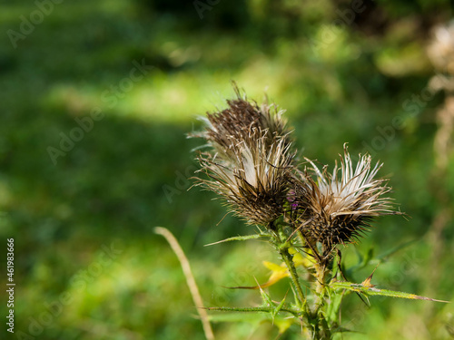 Dried thistle close up shot on green natural background, space for text.