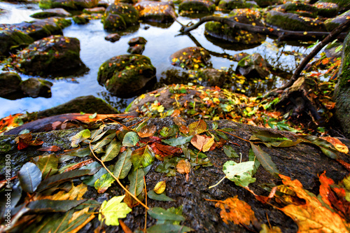 Beautiful autumn leaves on large stones in the water